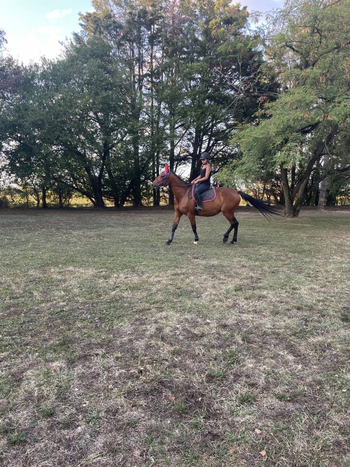 Mare French Trotter For sale 2018 Bay