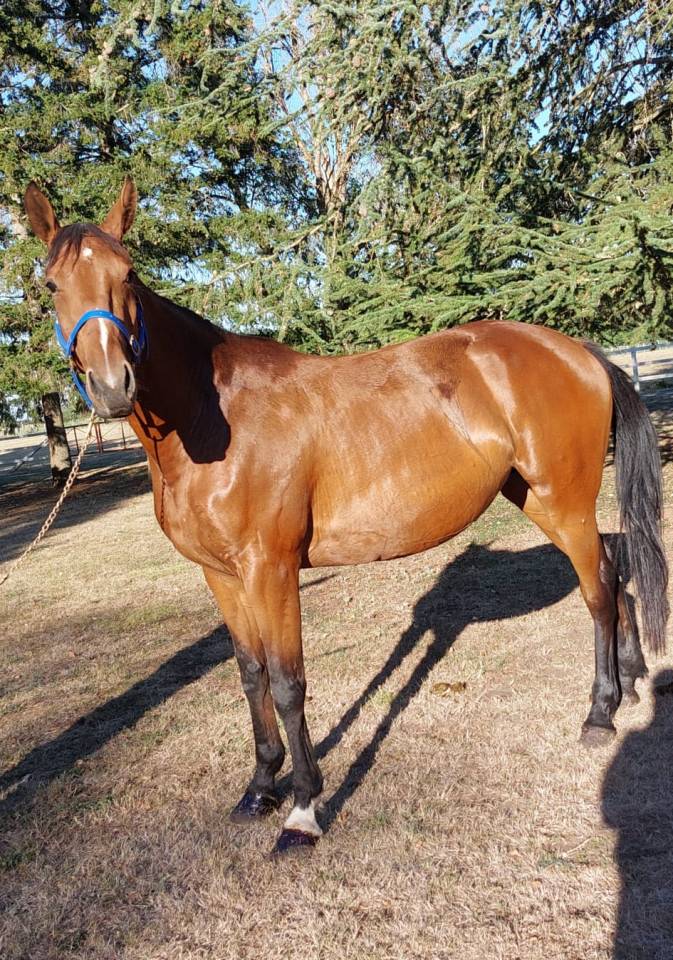 Mare French Trotter For sale 2018 Bay