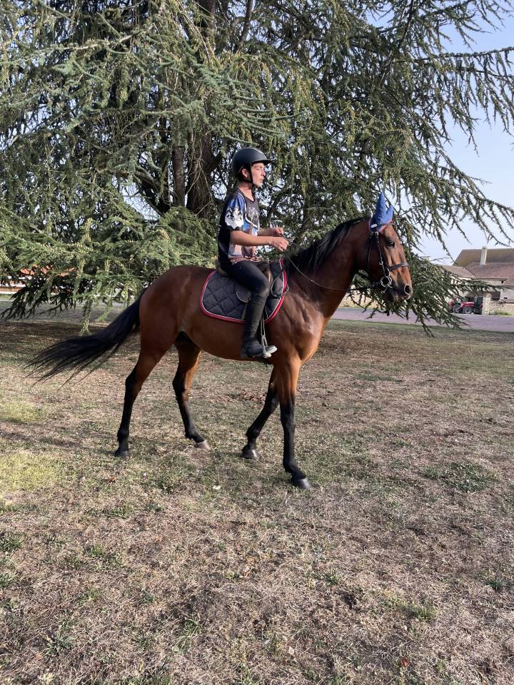 Gelding French Trotter For sale 2018 Bay