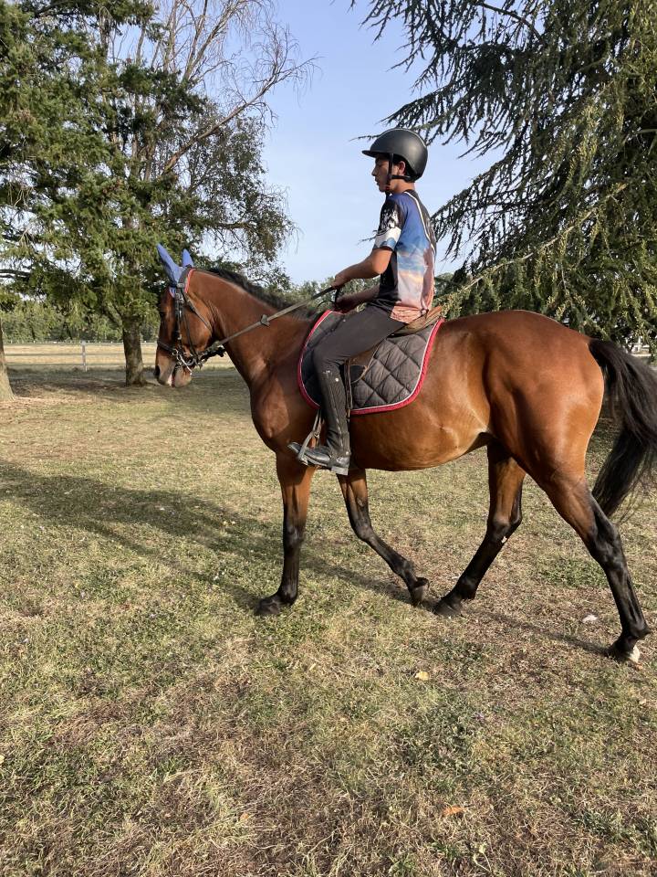 Gelding French Trotter For sale 2018 Bay