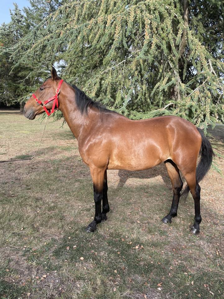 Gelding French Trotter For sale 2018 Bay