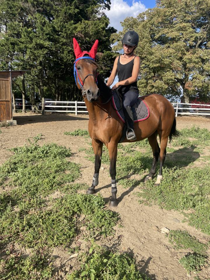 Mare French Trotter For sale 2015 Bay