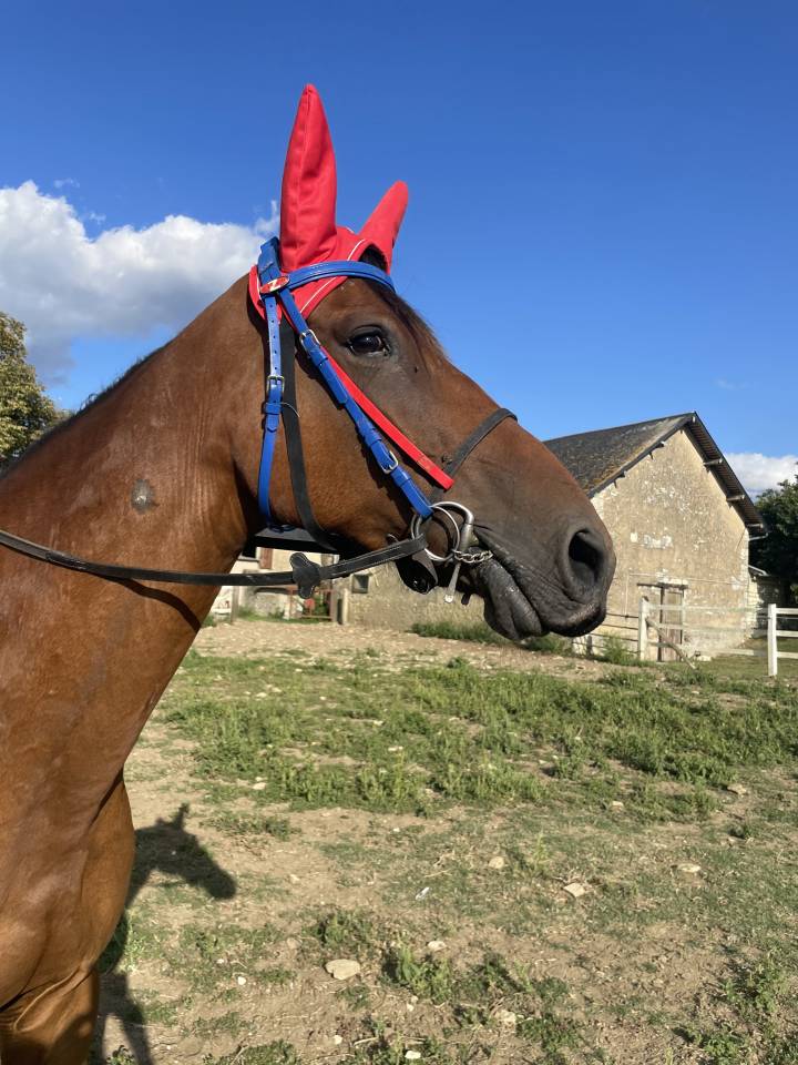 Mare French Trotter For sale 2015 Bay