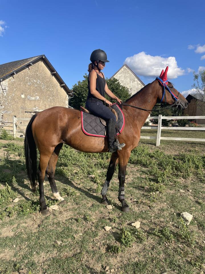 Mare French Trotter For sale 2015 Bay