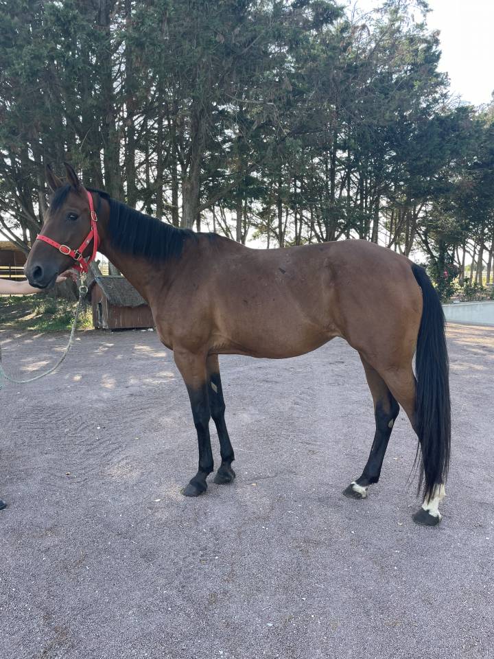 Mare French Trotter For sale 2015 Bay