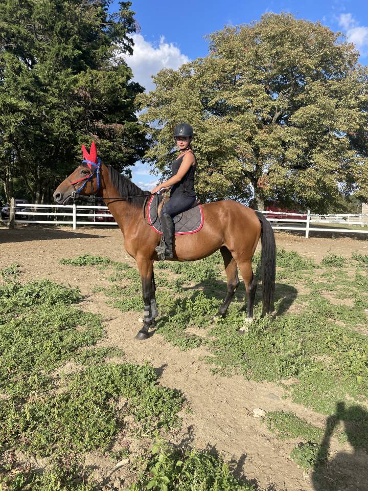 Mare French Trotter For sale 2015 Bay