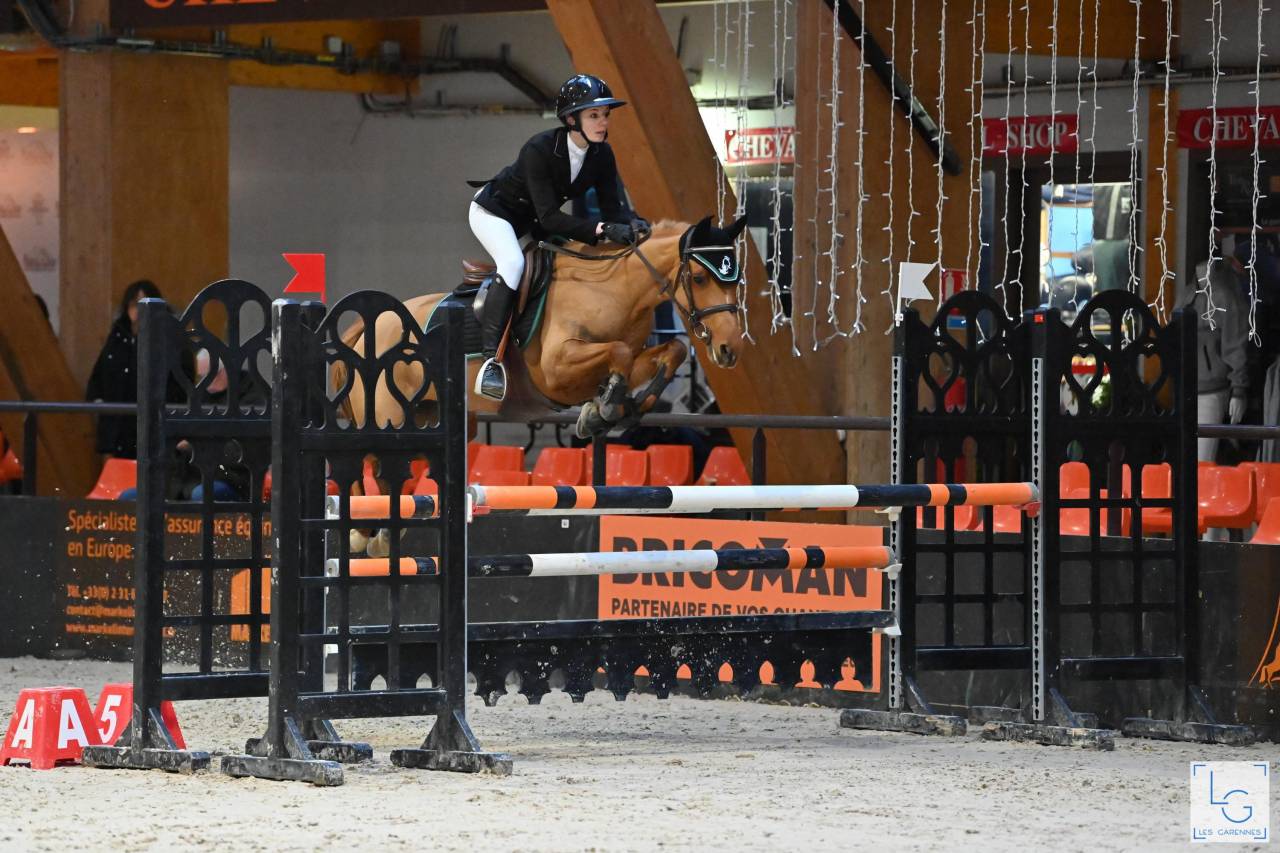 Mare New Forest For loan 2011 Chesnut