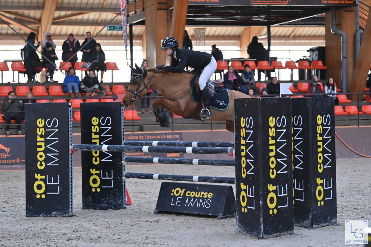 Mare New Forest For loan 2011 Chesnut