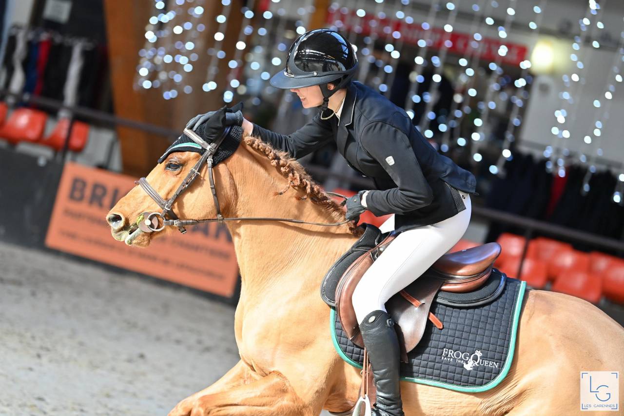 Mare New Forest For loan 2011 Chesnut