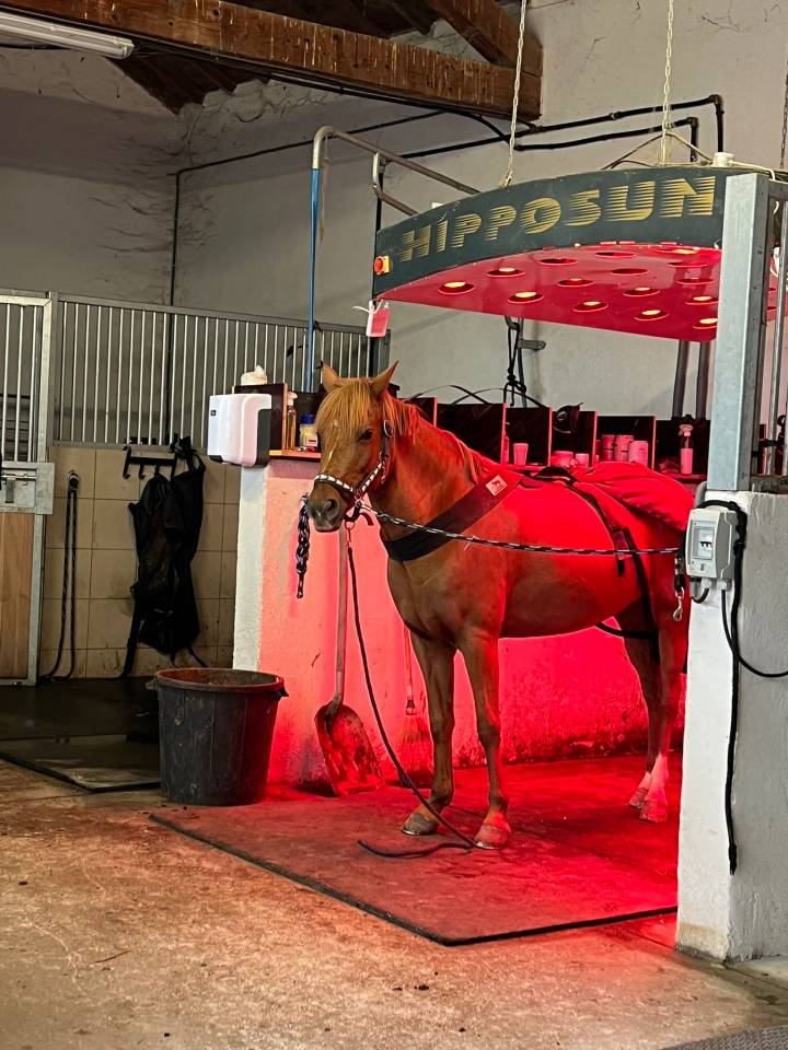 Mare New Forest For loan 2011 Chesnut