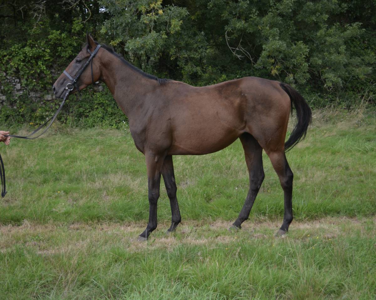 Gelding AQPS For sale 2020 Bay