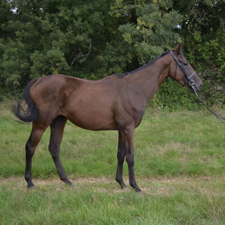 Gelding AQPS For sale 2020 Bay