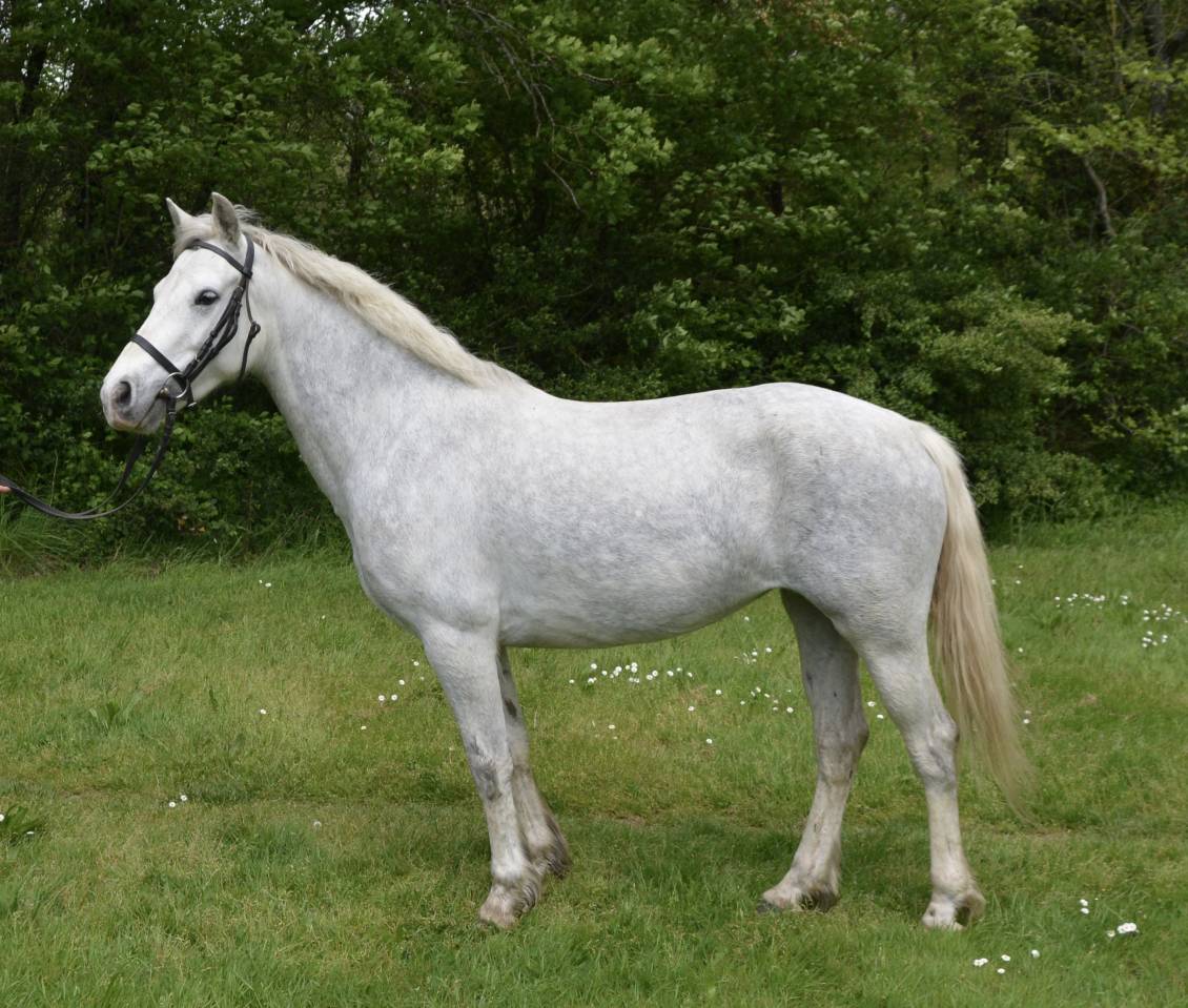 Mare Connemara For sale 2017 Grey
