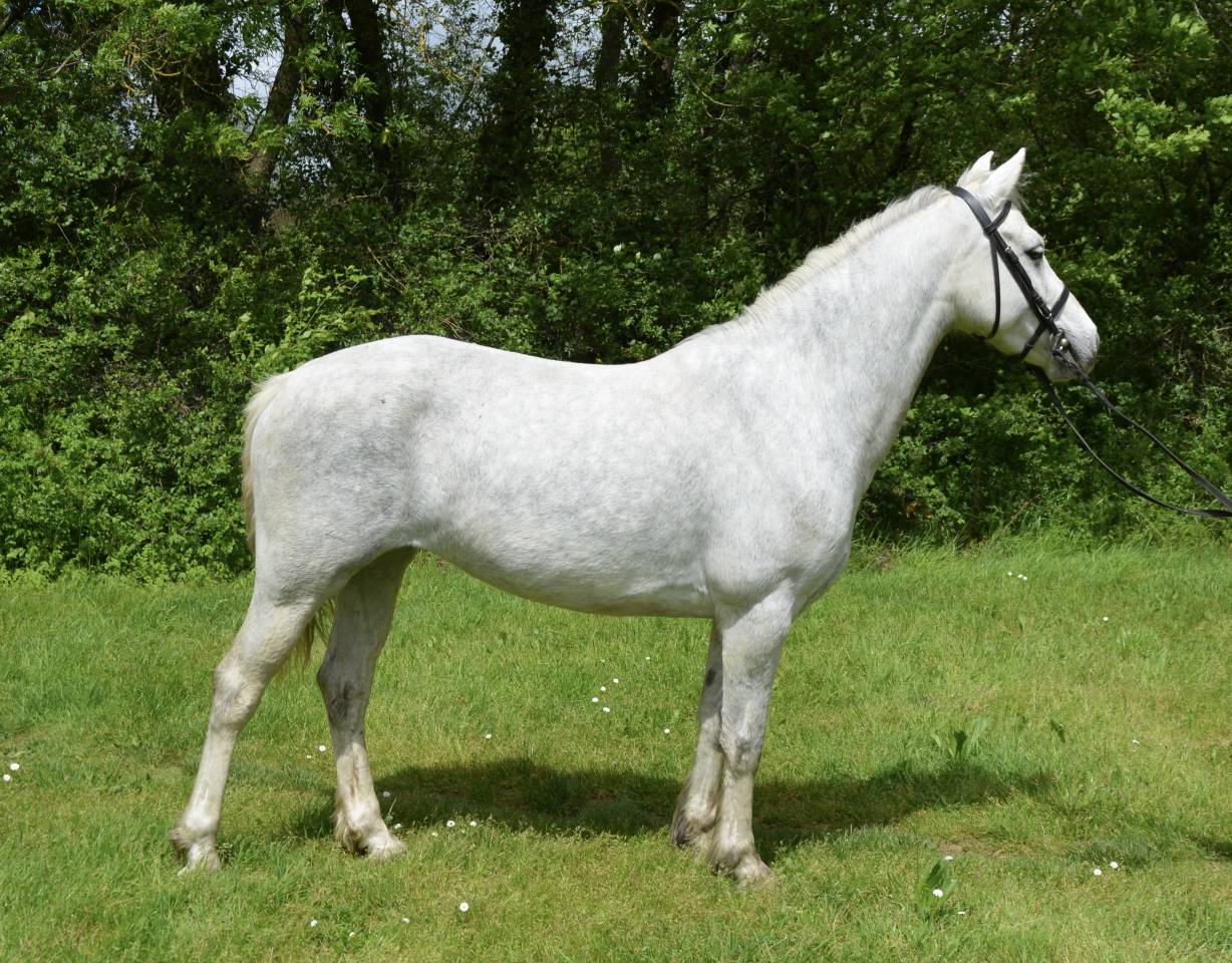 Mare Connemara For sale 2017 Grey