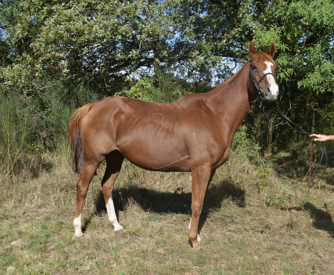 Mare AQPS For sale 2012 Chesnut