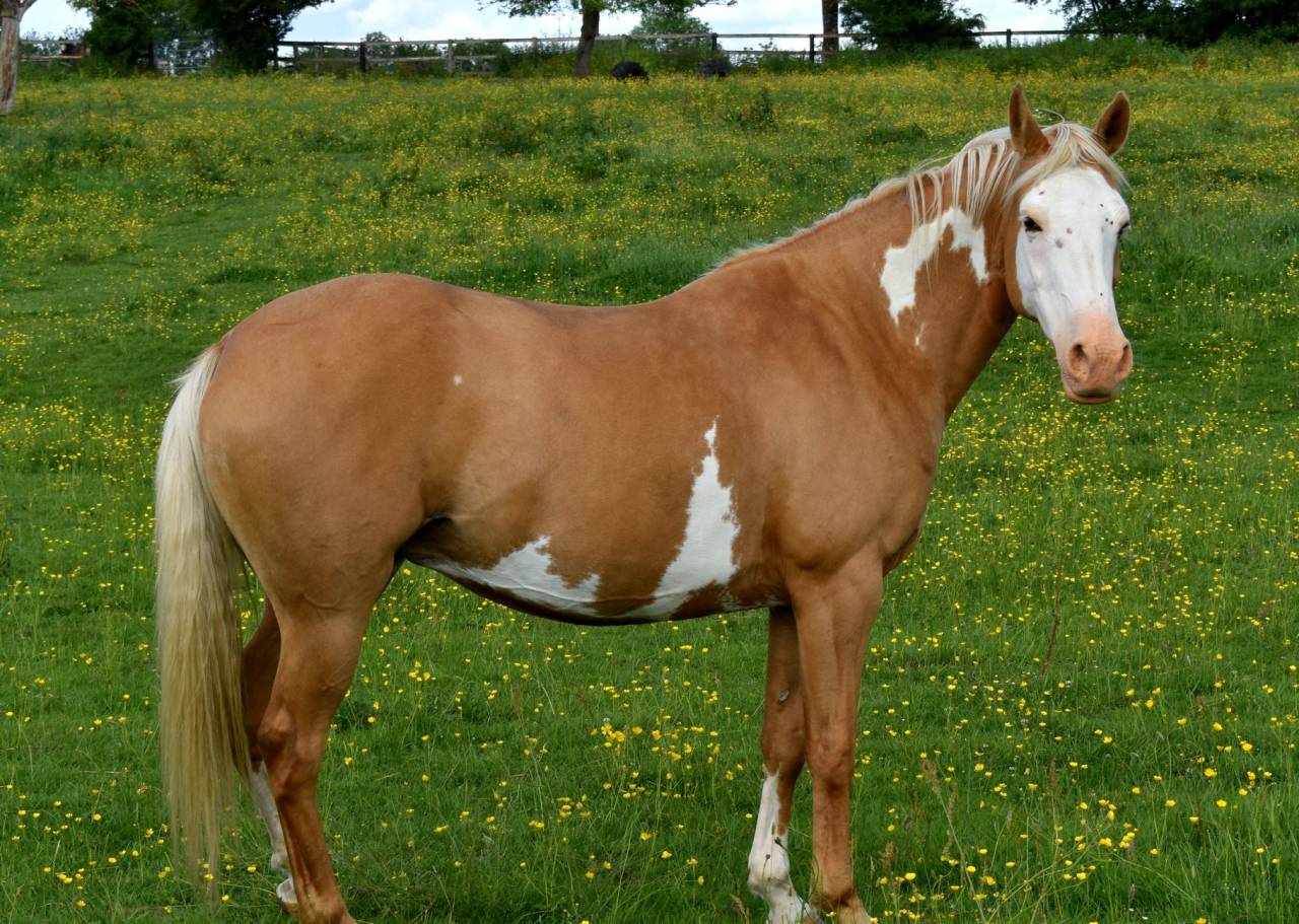 Filly Arabian Half Blood For sale 2023 Other color