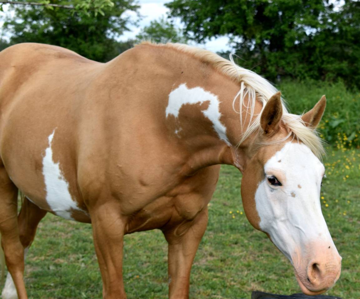 Filly Arabian Half Blood For sale 2023 Other color