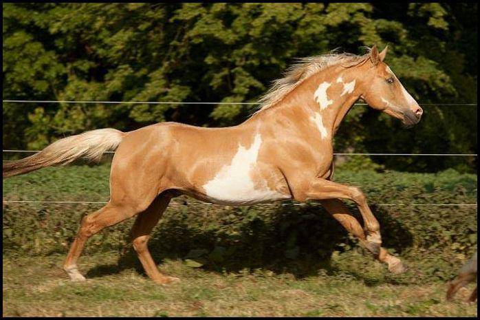 Filly Arabian Half Blood For sale 2023 Other color