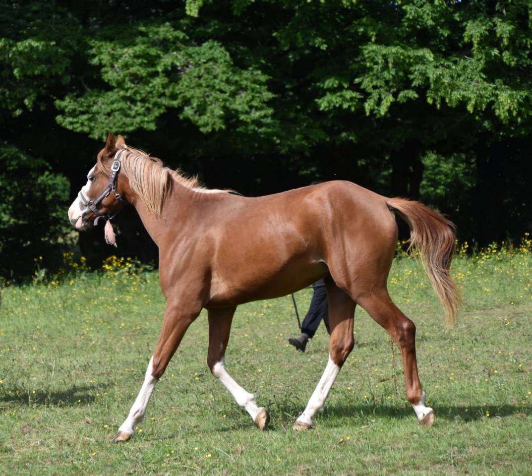 Filly Arabian Half Blood For sale 2023 Other color