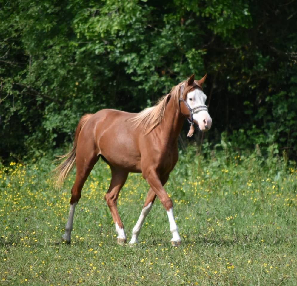 Filly Arabian Half Blood For sale 2023 Other color