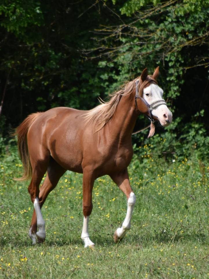 Filly Arabian Half Blood For sale 2023 Other color