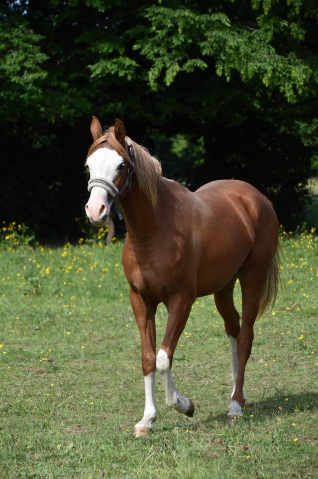 Filly Arabian Half Blood For sale 2023 Other color