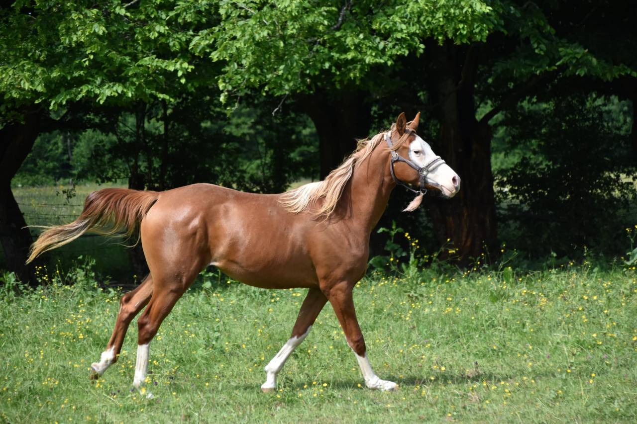 Filly Arabian Half Blood For sale 2023 Other color