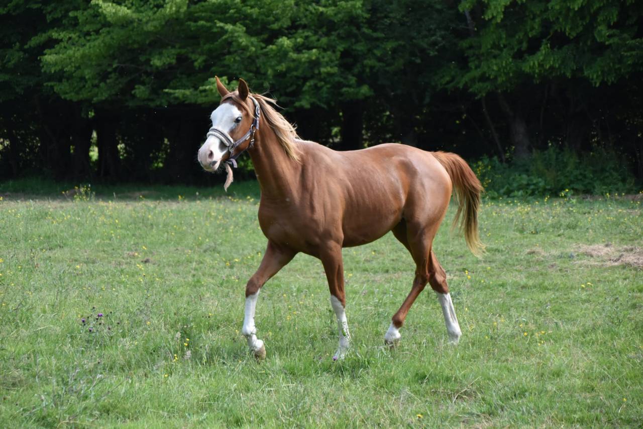 Filly Arabian Half Blood For sale 2023 Other color