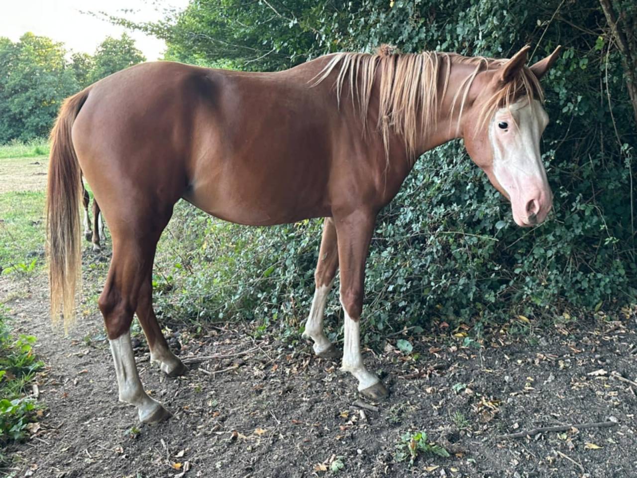 Filly Arabian Half Blood For sale 2023 Other color