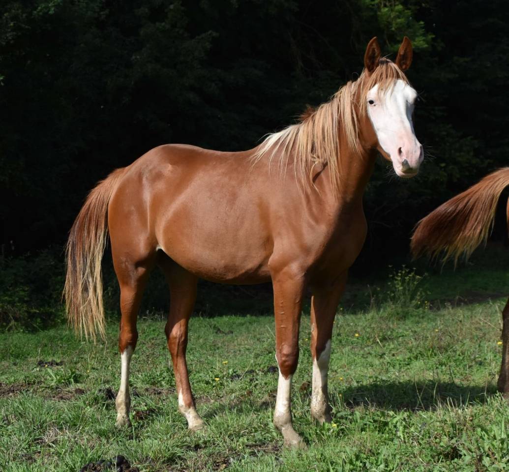 Filly Arabian Half Blood For sale 2023 Other color