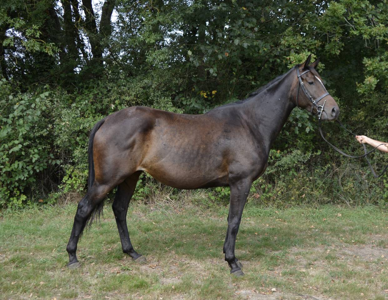 Mare No Origin Recorded For sale 2019 Bay