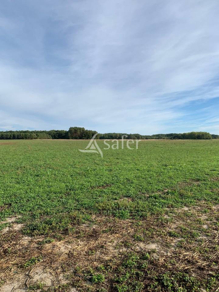 Grain farm  Loir-et-Cher