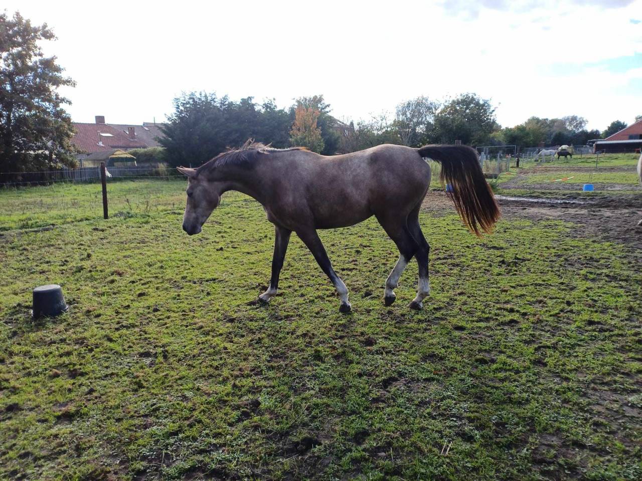 Mare sBs Belgian Warmblood For sale 2021 Red roan