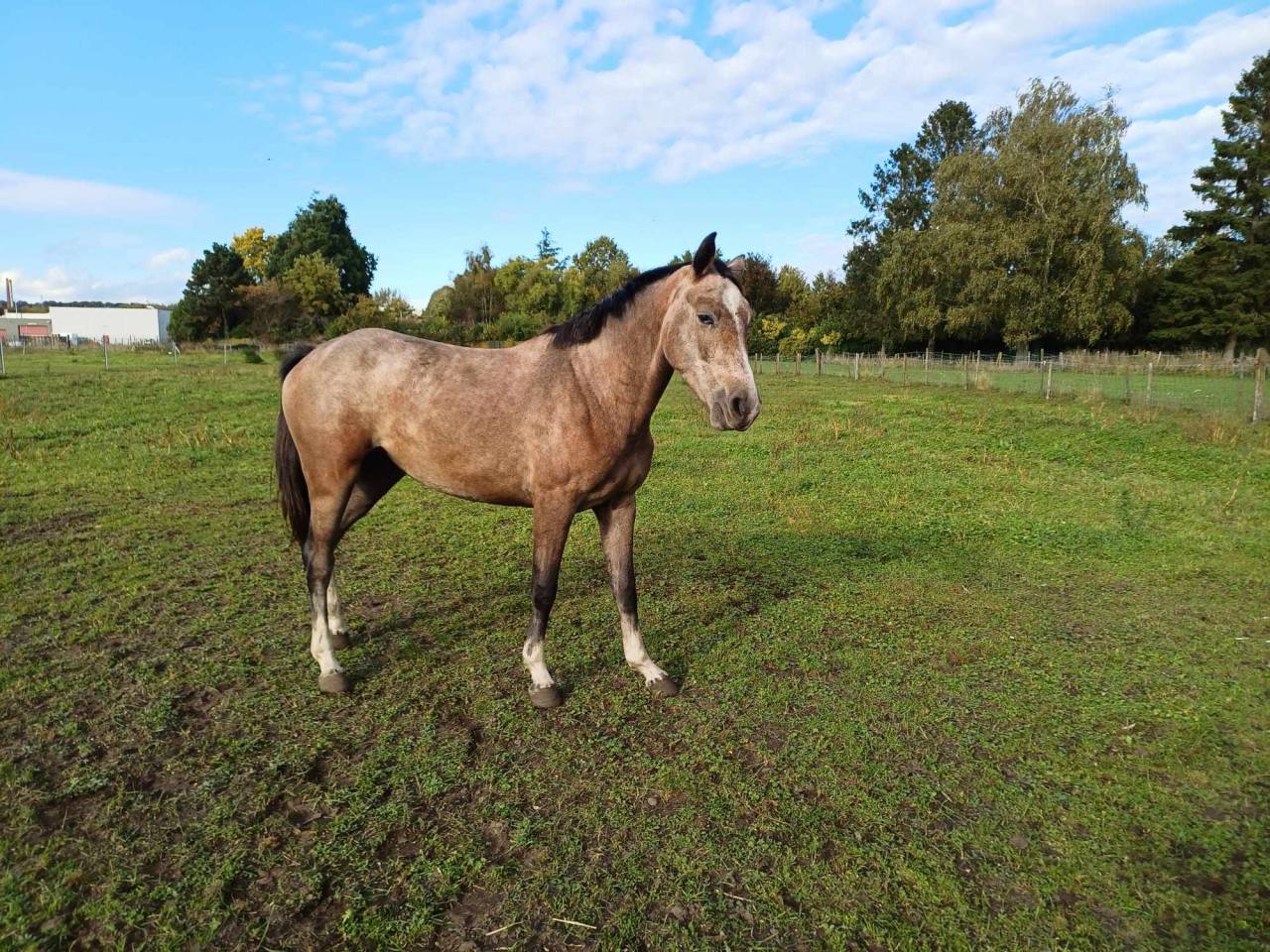 Mare sBs Belgian Warmblood For sale 2021 Red roan
