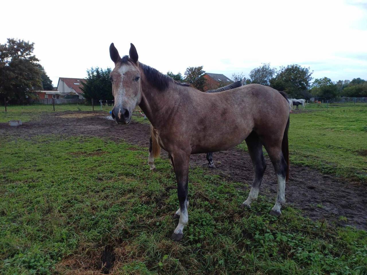 Mare sBs Belgian Warmblood For sale 2021 Red roan