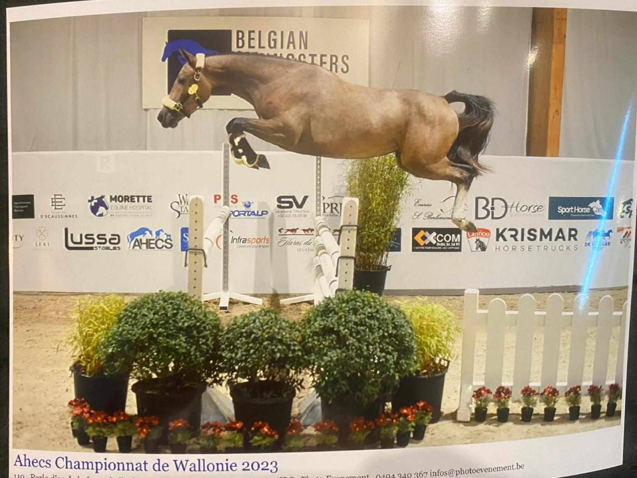 Mare sBs Belgian Warmblood For sale 2021 Red roan
