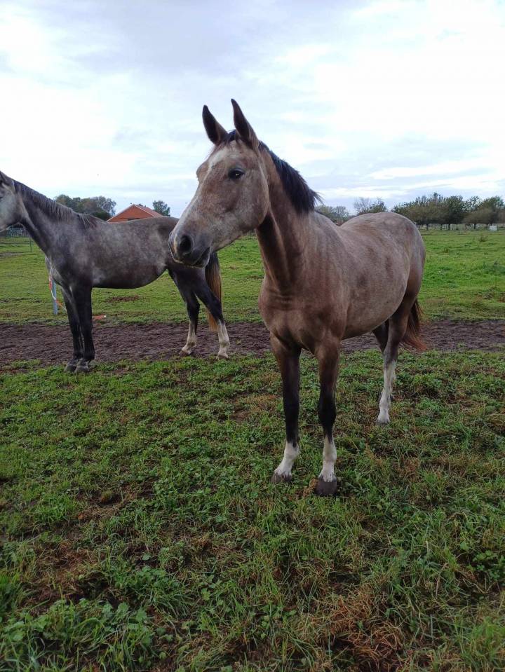 Mare sBs Belgian Warmblood For sale 2021 Red roan