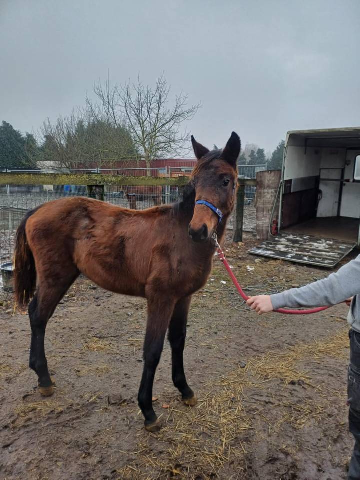 Filly Zangersheide For sale 2024 Dark Bay