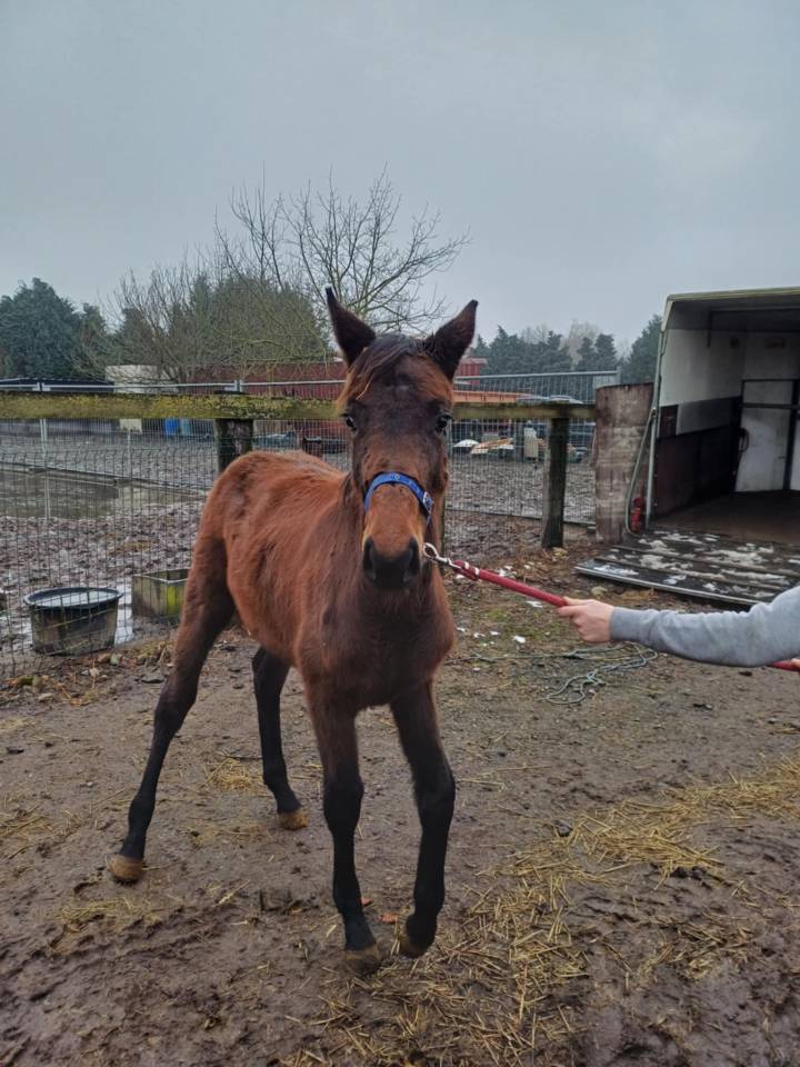 Filly Zangersheide For sale 2024 Dark Bay