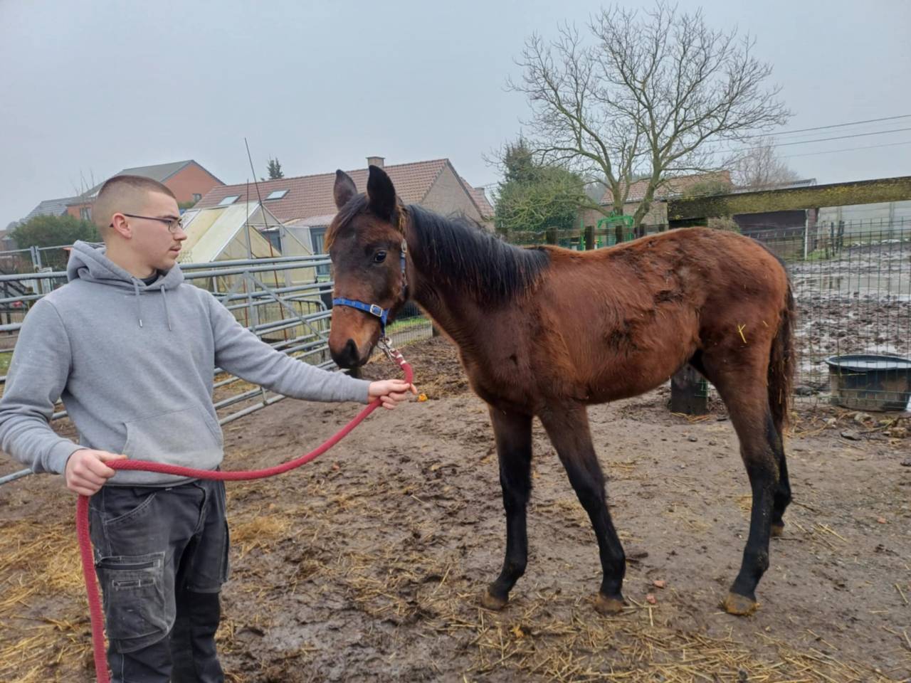 Filly Zangersheide For sale 2024 Dark Bay