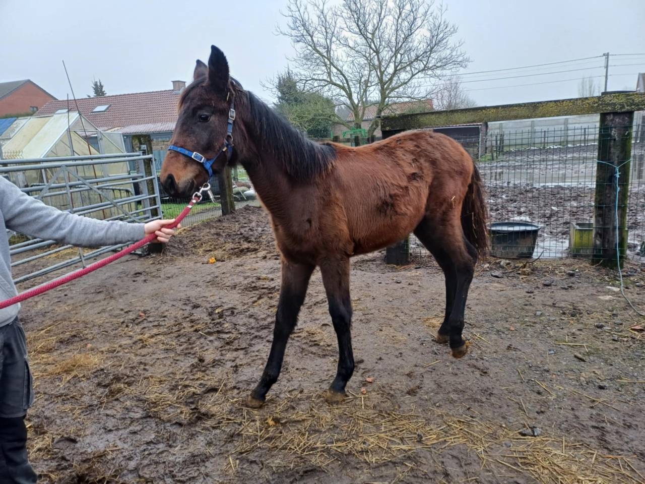 Filly Zangersheide For sale 2024 Dark Bay