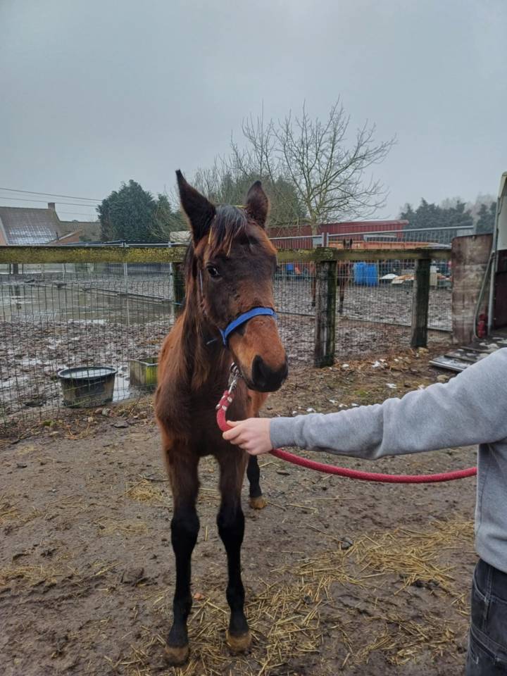 Filly Zangersheide For sale 2024 Dark Bay