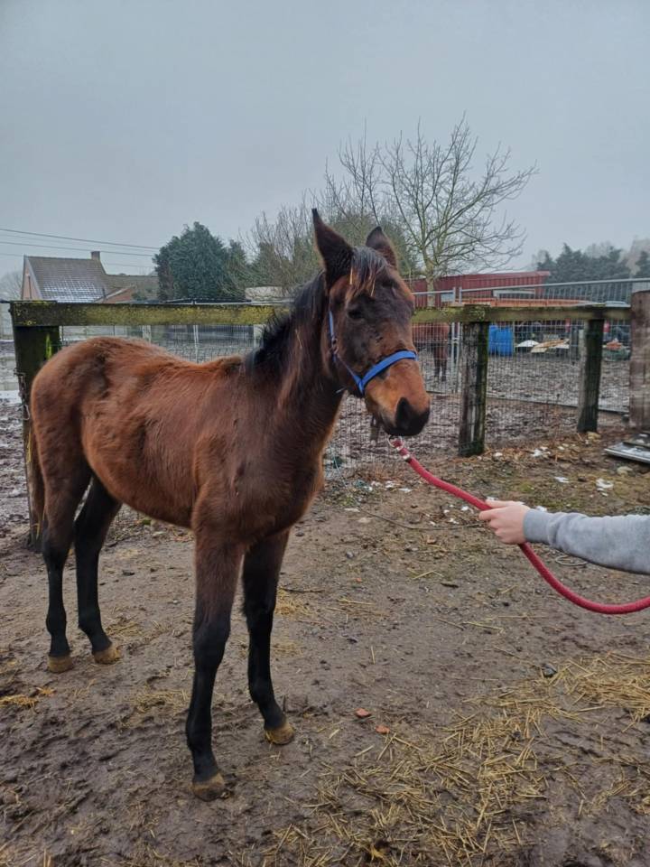 Filly Zangersheide For sale 2024 Dark Bay