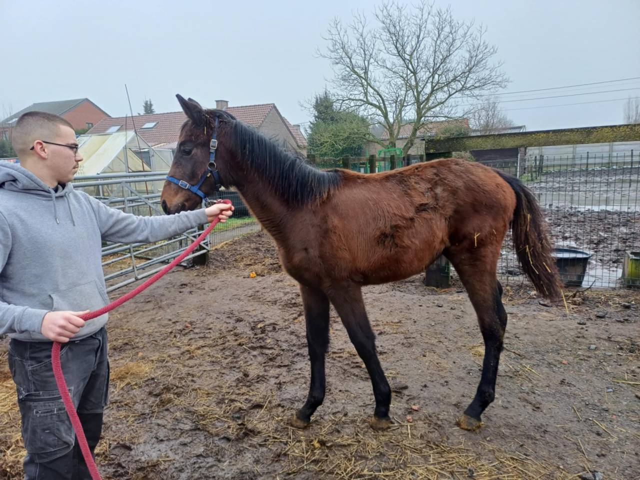 Filly Zangersheide For sale 2024 Dark Bay