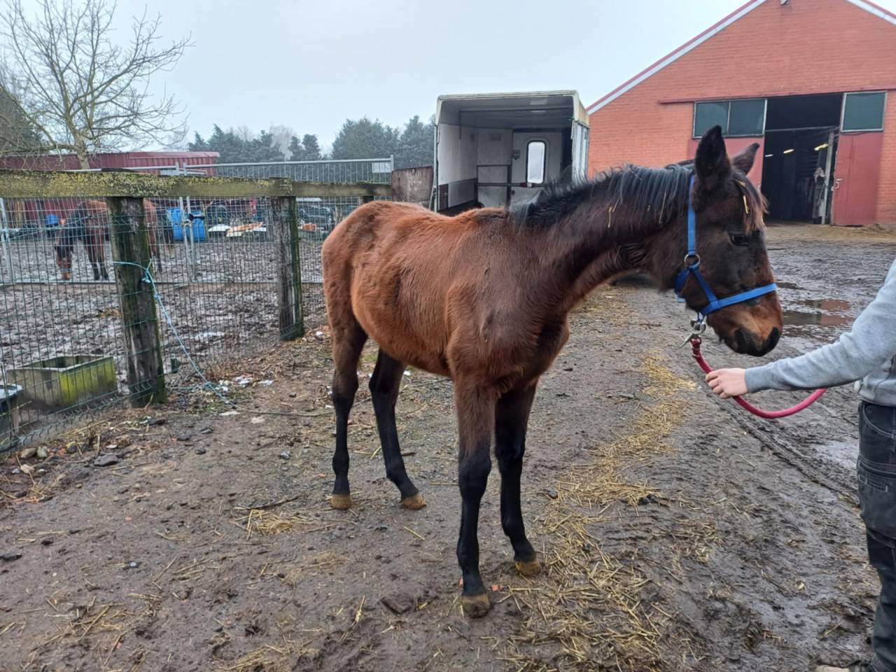 Filly Zangersheide For sale 2024 Dark Bay
