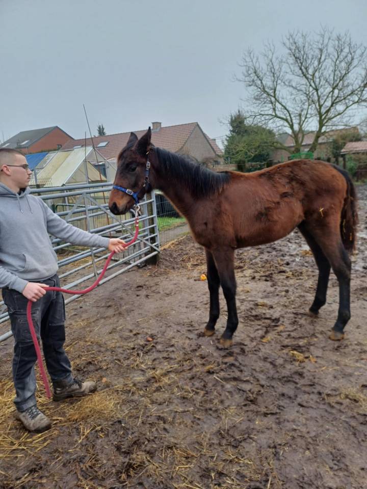 Filly Zangersheide For sale 2024 Dark Bay