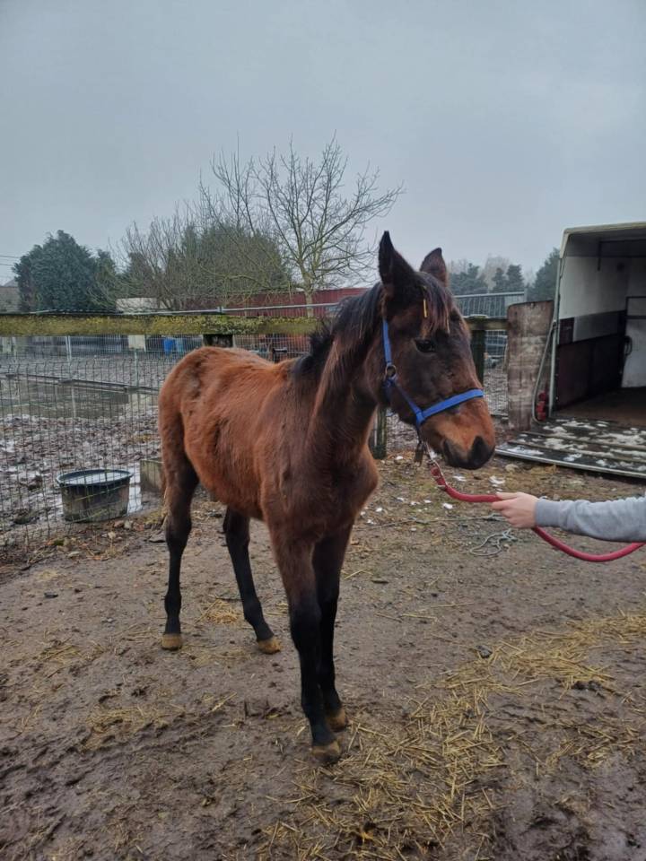 Filly Zangersheide For sale 2024 Dark Bay