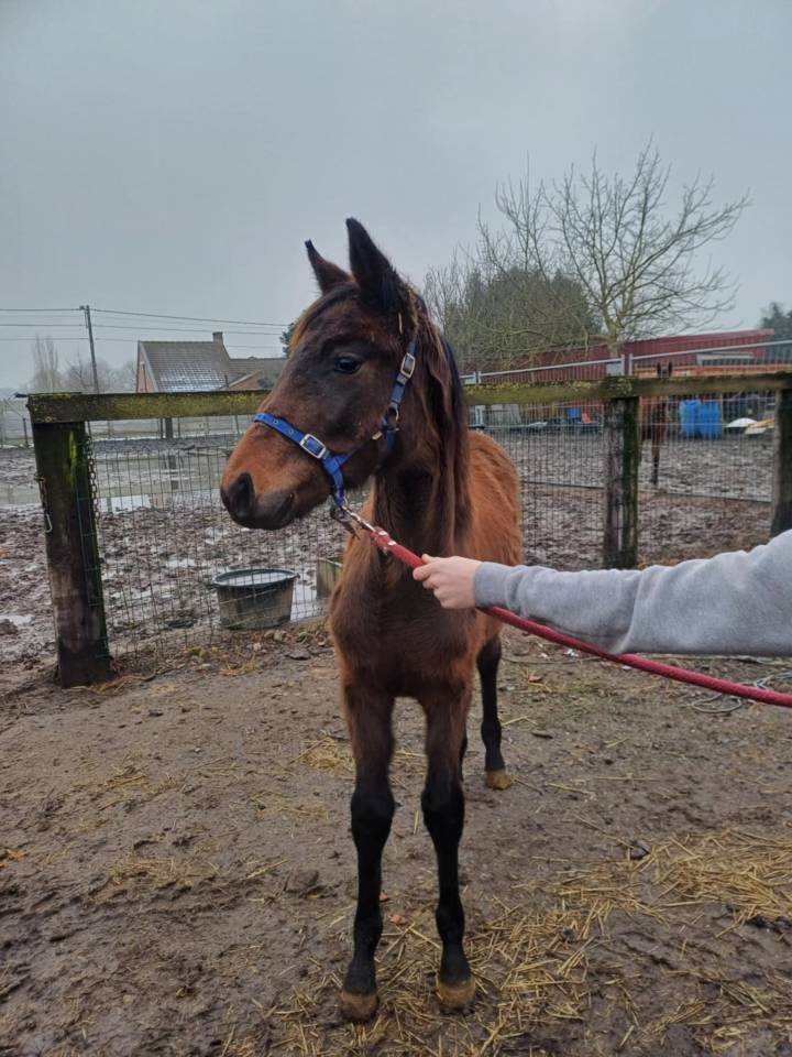 Filly Zangersheide For sale 2024 Dark Bay