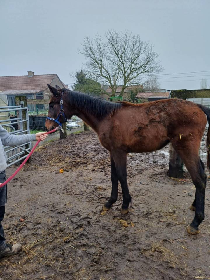 Filly Zangersheide For sale 2024 Dark Bay