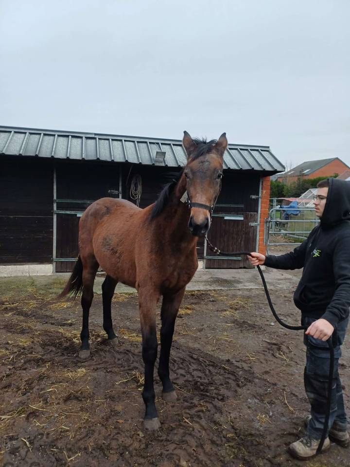 Filly Zangersheide For sale 2024 Dark Bay